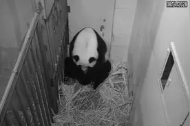 旅美大熊猫成功产崽 美国民众：黑暗中唯一的好消息图片