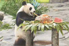 凤凰县：三只大熊猫同一天过生日图片