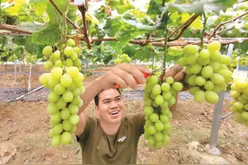 惠阳区秋长街道以葡萄为媒走出农旅结合乡村振兴路图片