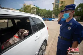武汉搜救犬退役消防员敬礼送别图片