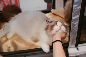 上海：喵星人选美吸引参观者图片