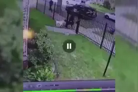 美国底特律一只斗牛犬咬住警犬不放 警察开枪将其射杀图片