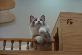 你活得有猫精致吗？享护脊椎食盆，拥紫禁城猫窝 | 亚宠展宠物用品大赏图片