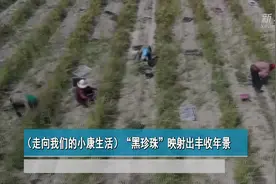 “黑珍珠”映射出丰收年景视频封面