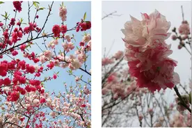 红白花桃，一个会变脸的美人花丨花花万物图片