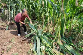北京郊区玉米地现成群野猪 赶河厂村农田连续数年成野猪“食堂”图片