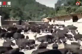 条件反射！数千头猪听到音乐后回家吃饭，网友：像极了去食堂的我图片
