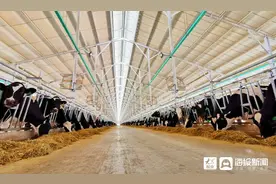 垦利区董集镇华澳牛奶产业园：牛壮奶飘香 产业振兴路徐徐铺开图片