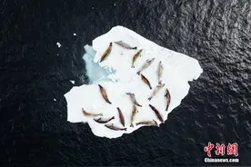 浪漫“床铺”南极洲海豹躺心形冰块上休息图片