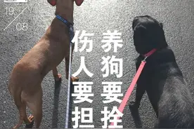 女子见藏獒恐惧撞车重伤，狗主人被判赔偿100多万图片