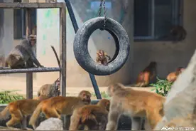 全亚洲唯一一座大型卡通式动物园图片