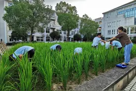一所小学的11年新劳动教育试验：每个班种两畦农田，从一粒稻谷的长成体味生命图片