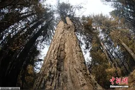 美国加州2020年山火规模或将破纪录 已造成至少7人死亡图片