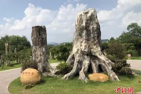 世界最大树化石林 1314棵树化石浪漫演绎“亘古之恋”图片