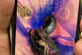 蛇狗打架，蛇死了，狗伤了，狗再咬人，浙江一大伯也中毒了图片