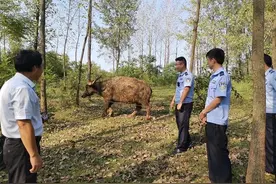 一头耕牛背后的暖心故事：沙洋大爷给民警送馅饼，民警买空大爷自制笤帚图片