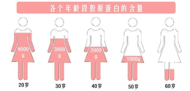 什么花胶胶原蛋白最多 2026年什么花胶胶原蛋白最多效果好