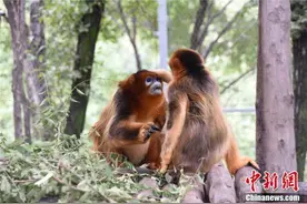 动物园“小情侣”发甜瓜 成双入对“摸头杀”图片