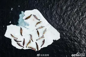 连海豹床铺都是爱你的形状图片