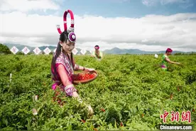 湖南汝城：小辣椒种出致富路，农旅结合孕育“采摘经济”图片