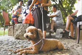 文明养犬从牵好狗绳开始图片