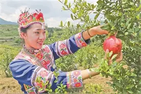 千余亩突尼斯软籽石榴丰收图片