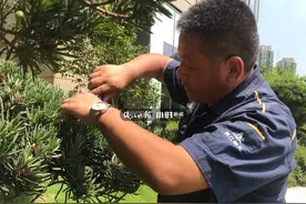 最贵的一颗树抵得上一辆车！在杭州豪宅武林壹号做绿化，他从未如此渴望下雨图片