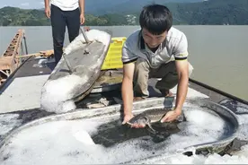 200万斤鲟鱼被洪水从甘肃冲到四川：村民纷纷捕捞，养殖企业回购3天仅收万斤图片