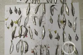 三人非法捕鱼被抓，渝北禁渔区要记牢图片
