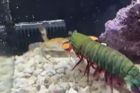 皮皮虾中的颜值担当图片
