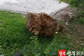 大树被砍有人来罚款无人复种，快一年了，鼓楼区龙凤花园小区被砍大树恢复谁来管？图片
