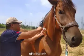 下海救人的英雄马“将军”已经痊愈，网友们放心吧图片