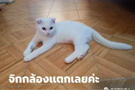 铲屎官用土法子给白猫治病，不小心治出一只皮卡丘来?图片