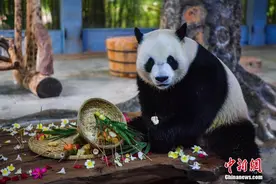 大熊猫兄弟“贡贡”和“舜舜”庆生图片