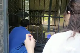 大熊猫“希梦”的悠闲老年生活图片