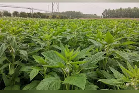 芝麻叶也是宝 我国选育成功首个叶片专用芝麻图片