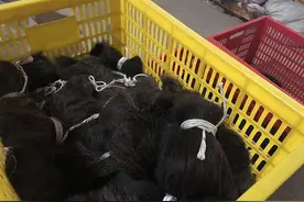 中国最大的假发出口地许昌还在静待曙光图片