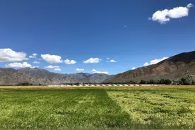 西藏白朗县：传统农牧业向现代农牧产业转型升级图片