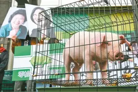 民进党当局宣布开放含瘦肉精美猪牛进口 岛内各界强烈抗议图片