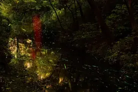 8月下旬，在这里，遇见萤火虫图片