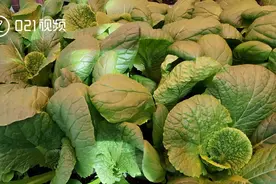在南极种菜是什么体验？上海医生在南极种菜：让科考队员顿顿有蔬菜视频封面
