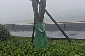 杭州最美跑道上为啥每棵樱花树都绑着塑料袋？这背后其实有大学问图片