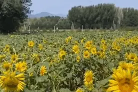 美翻！丰台这里向日葵花开成海，趁着周末来打卡视频封面