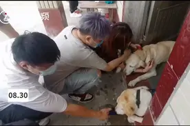 上海退役导盲犬已被带回领养：希望狗狗有快乐的晚年视频封面