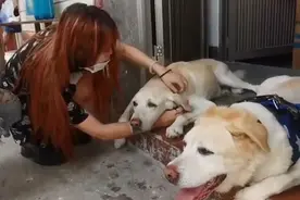 上海退役导盲犬已被带回领养：希望狗狗有快乐的晚年视频封面