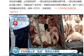 满屏咩咩咩！运羊车侧翻民警捉回50头羊图片
