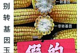 种子首席专家析疑：仅凭外观无法识别图片