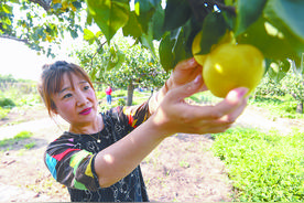 京东千亩梨园挂满富民强村果图片