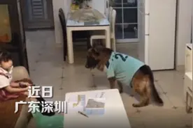 最佳拍档！狗子听到家长进门提醒女孩写作业视频封面
