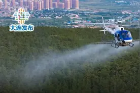 防治森林病虫害，大连发布最新飞机撒药通告！看好时间、区域、注意事项图片